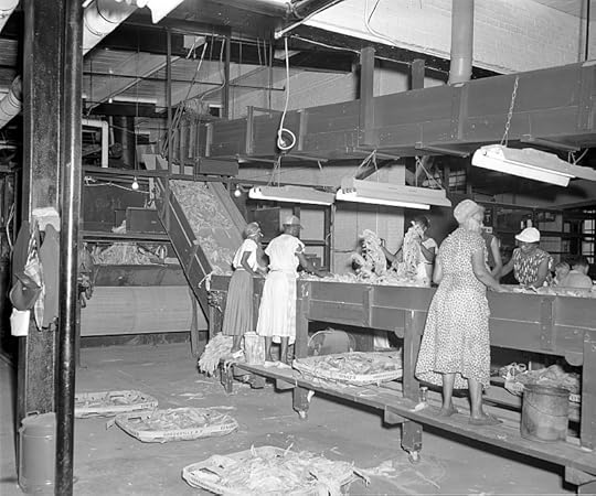 Photo courtesy of The Daily Reflector - Image of the Imperial Tobacco Company - Women sorting tobacco