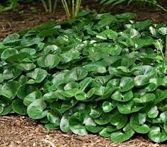wild ginger