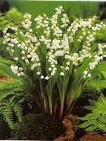 lilyofthevalley