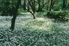 sweet woodruff