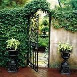 english ivy