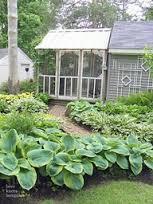 hosta