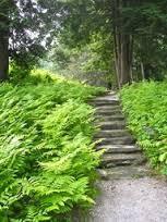 ferns