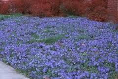 Periwinkle