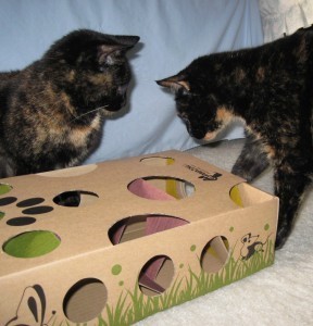CatAmazing_Review