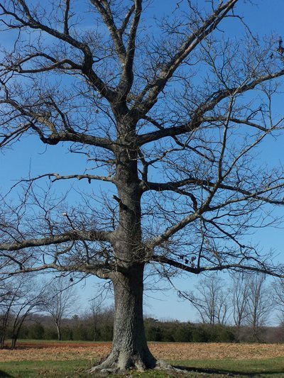 Post image for Stairway to Heaven