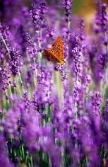 lavender