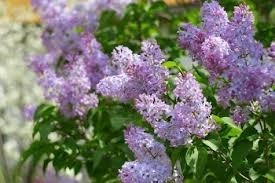 lilac