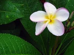plumeria