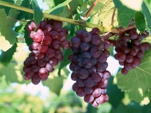 grapes