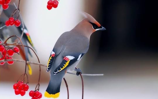 waxwing