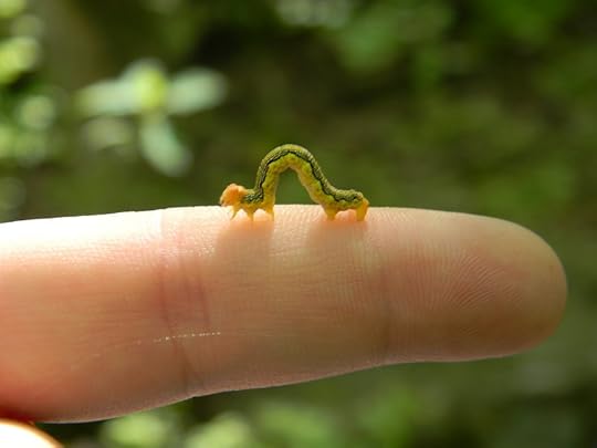 Inch worm