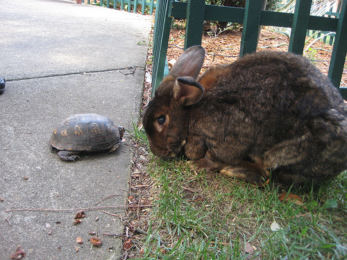 tortoise meets hare