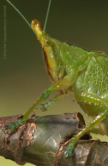 A portrait of Brown-faced Spearbearer (Copiphora hastata) [Nikon D1x, Sigma 180mm]