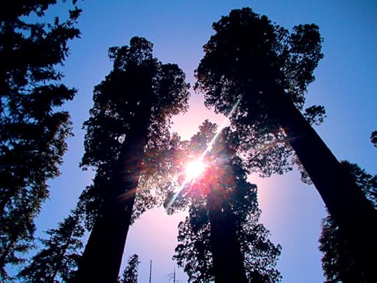 tree28