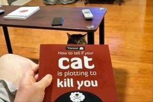 Killer kitty