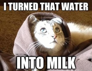 holy kitty
