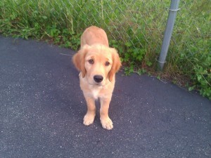 Ruby the Dog