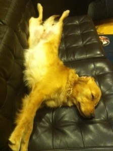 Ruby the super dog