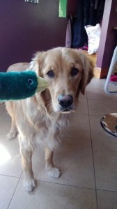 Ruby and the annoying duck