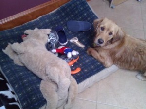 Ruby the Doggie Hoarder
