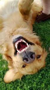 Ruby the happy dog