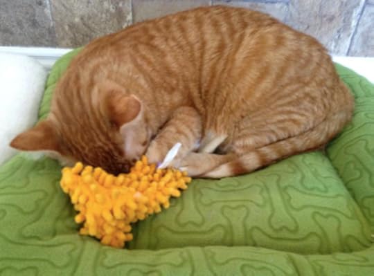 Johnny in the DOG BED.
