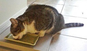 cat_eating