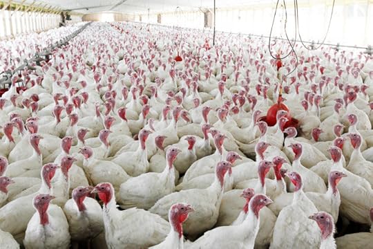 A Government Takes Ag Antibiotics Seriously — But Not Our Government