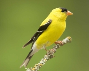 adult male, breeding