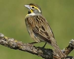 adult male