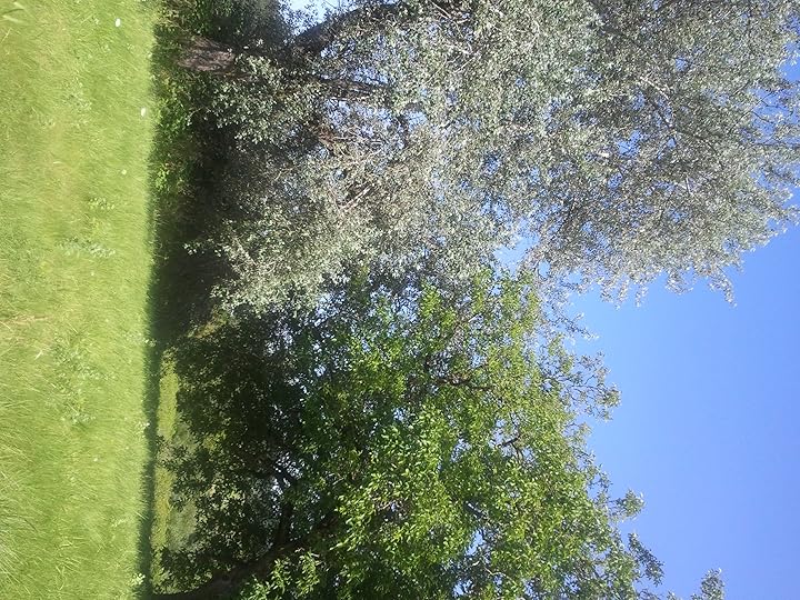 Trees at Ankeny Hill