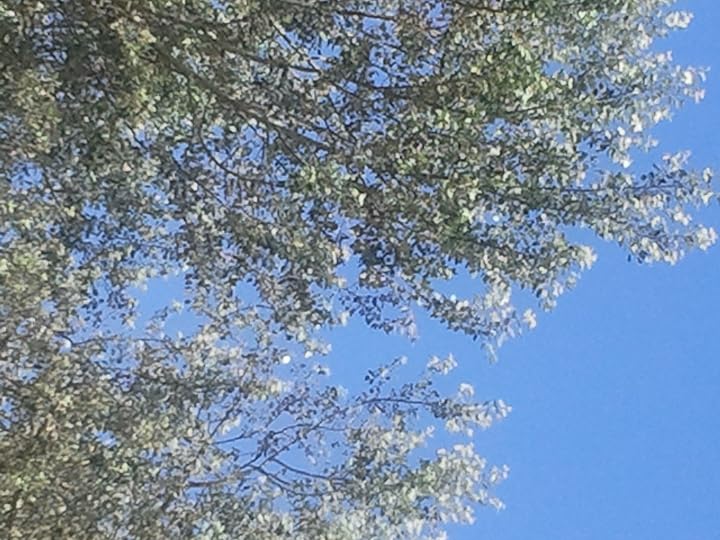 Silvered Leaves at Ankeny Hill