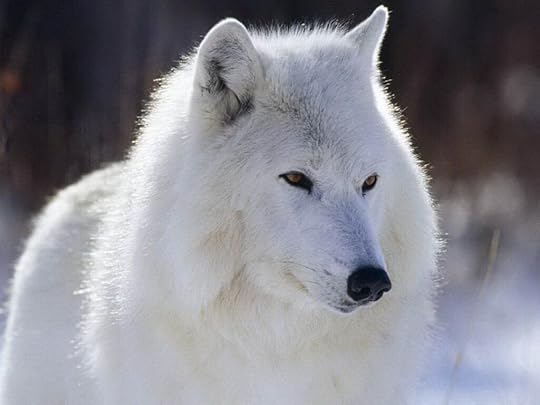 Meet Yikiya, Reluctant Medium's White Spirit Wolf Photo Public Domain