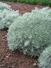 artemesia