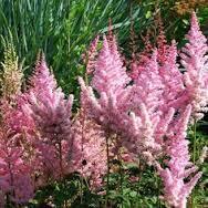 astilbe