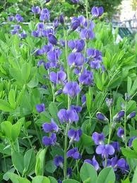 indigo