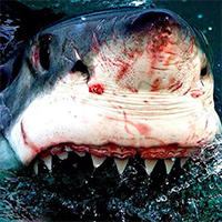 image of a nasty, bloody shark