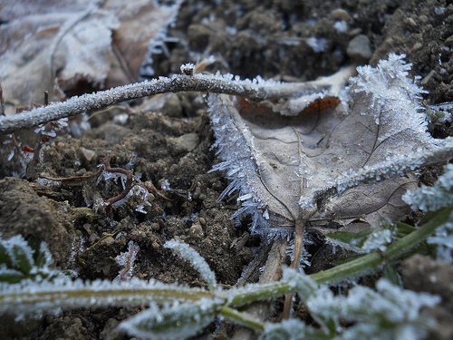sewn with hoarfrost
