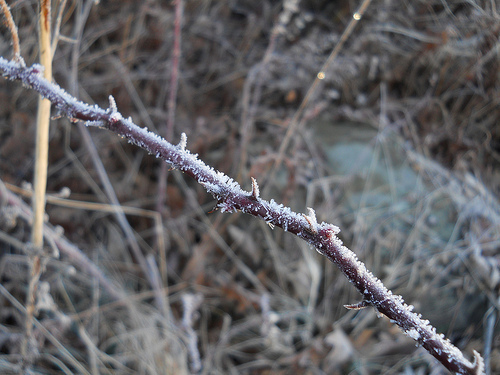 frost and thorns
