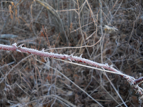 frost and thorns