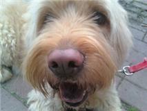 Nala, beloved dog of novelist Christine Nolfi, author of the bestselling Second Chance Grill.