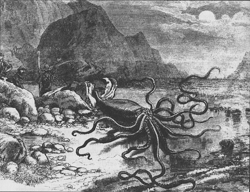 Giant squid that washed ashore at Trinity Bay, Newfoundland in 1877. Published in 'Canadian Illustrated News', October 27, 1877.