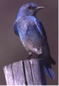 State Bird