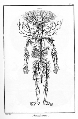 Anatomy plate from the Encyclopédie