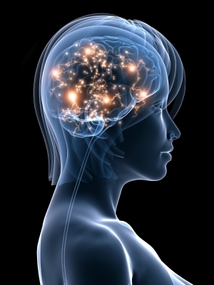 Brain