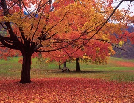 fall