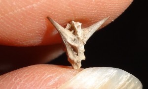 This was in my shoe a minute ago. Does it look like a goat's head? Or maybe the devil's face? Seriously. INFESTING the four acres. You should've seen that guy's truck's tire. Totally covered.