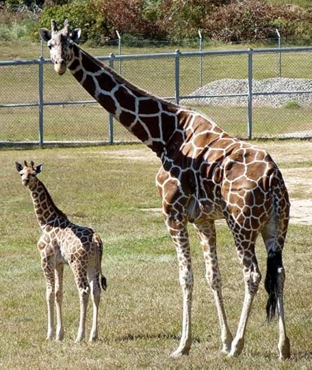 GiraffeandChildFull