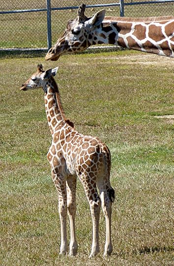 GiraffeandChildClose